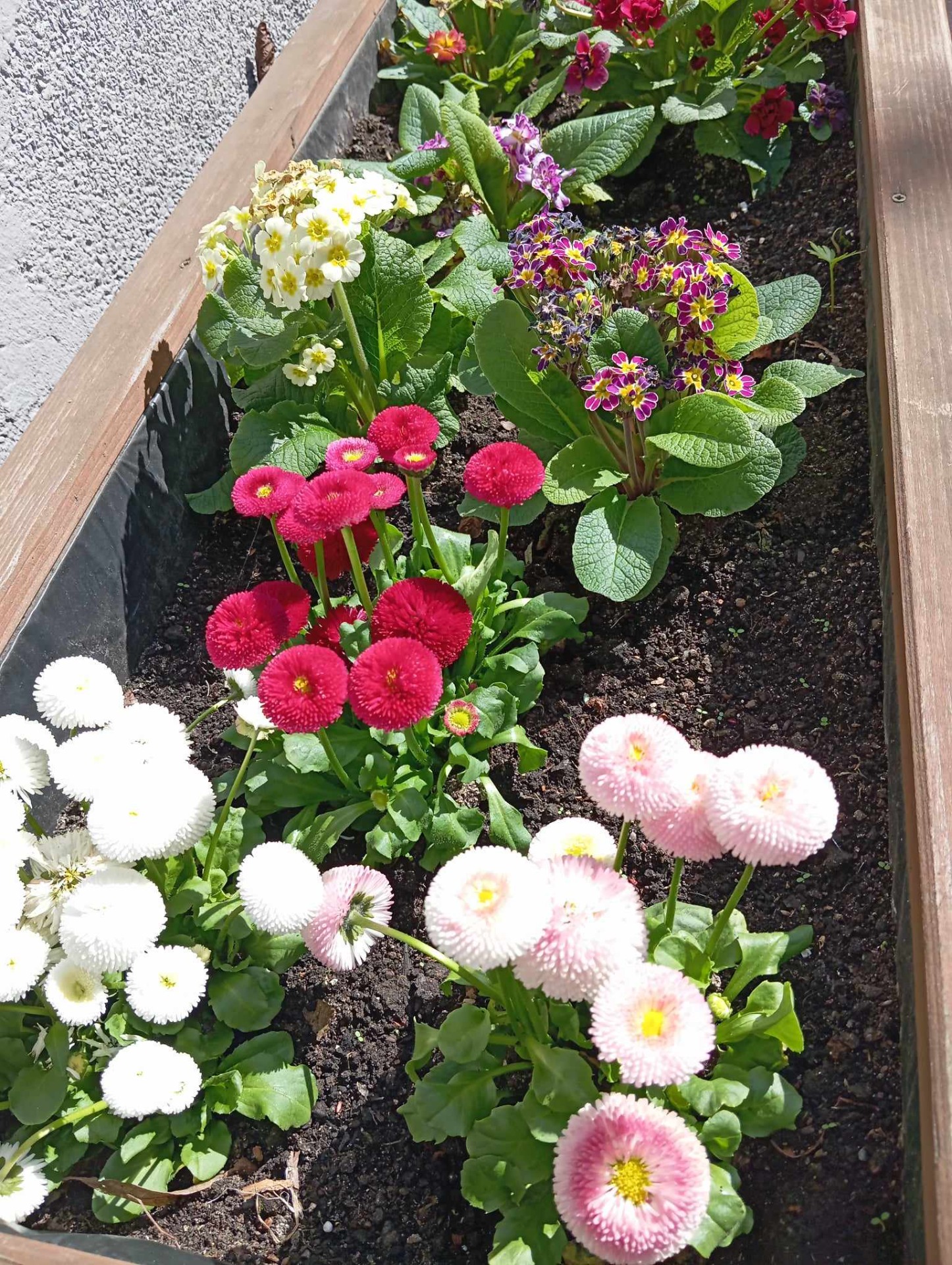 W drewnianej donicy wystawionej przed wejściem do szkoły rosną białe i różowe kwiaty. To szkolny ogródek.
