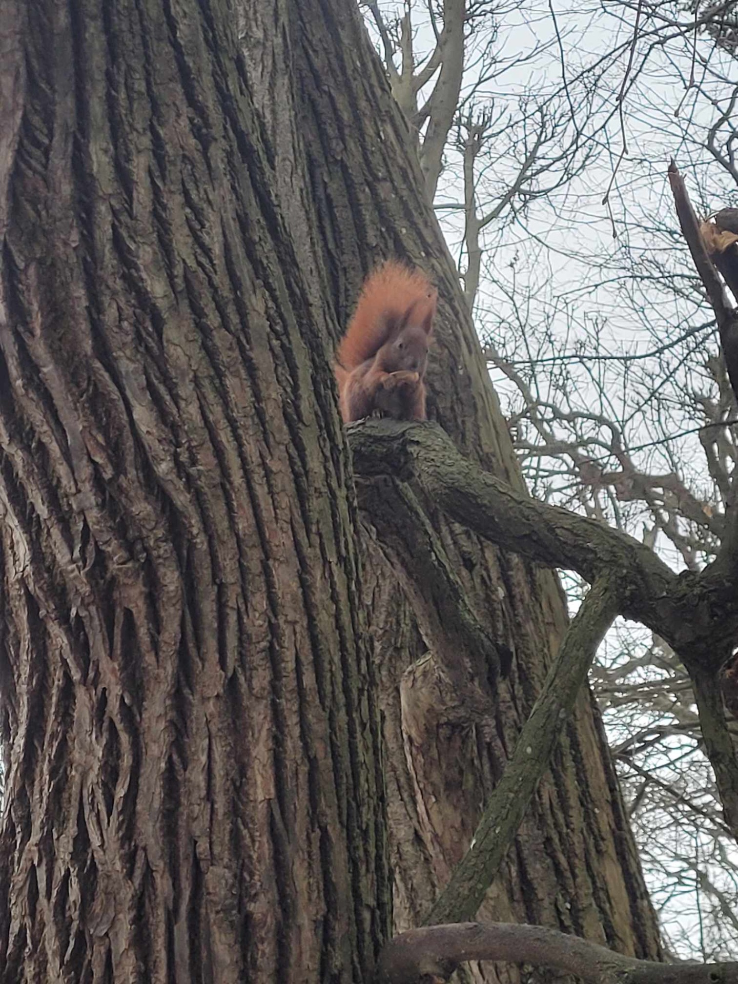 Wiewiórka na drzewie.