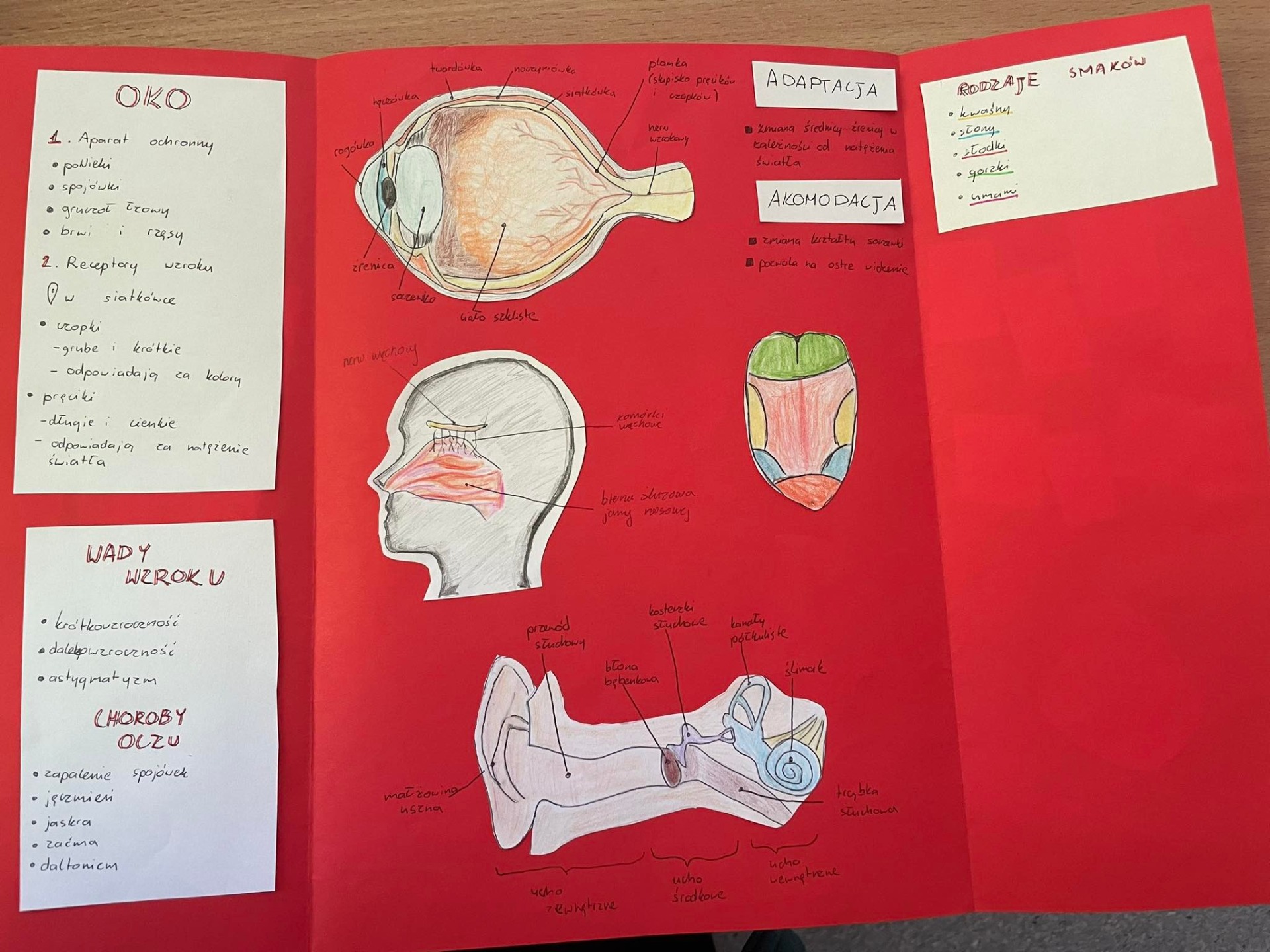 Lapbook- „Narządy zmysłów”- w wykonaniu uczniów 7 klasy 👏👏👏 - Obrazek 2