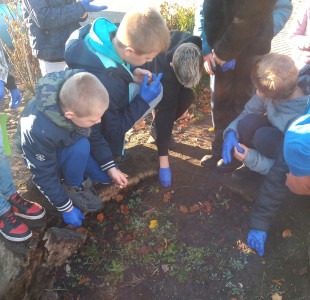 Uczniowie podczas sadzenia krokusów