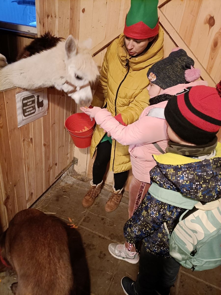 Alpaki- Elf pokazuje jak należy karmić alpaki