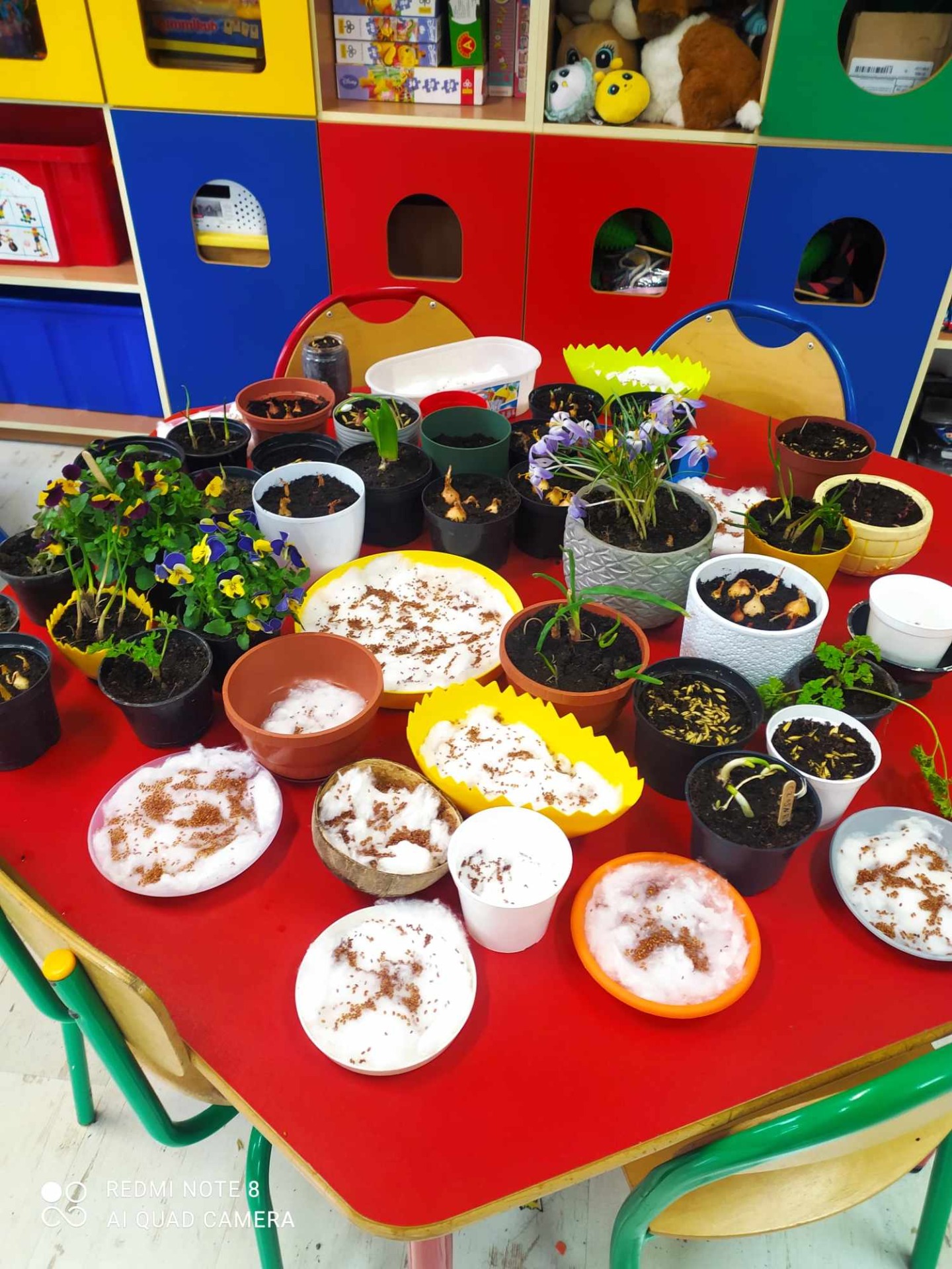 "Od nasiona do rośliny" - sadzenie roślinek w przedszkolu - Obrazek 5
