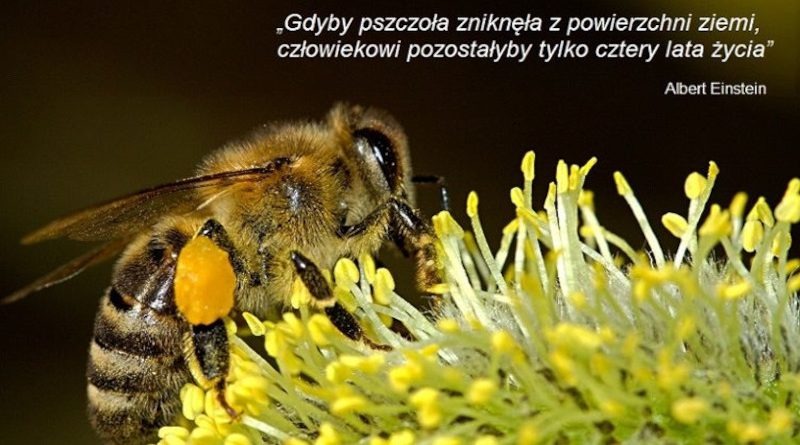 Warsztaty pszczelarskie - Obrazek 1